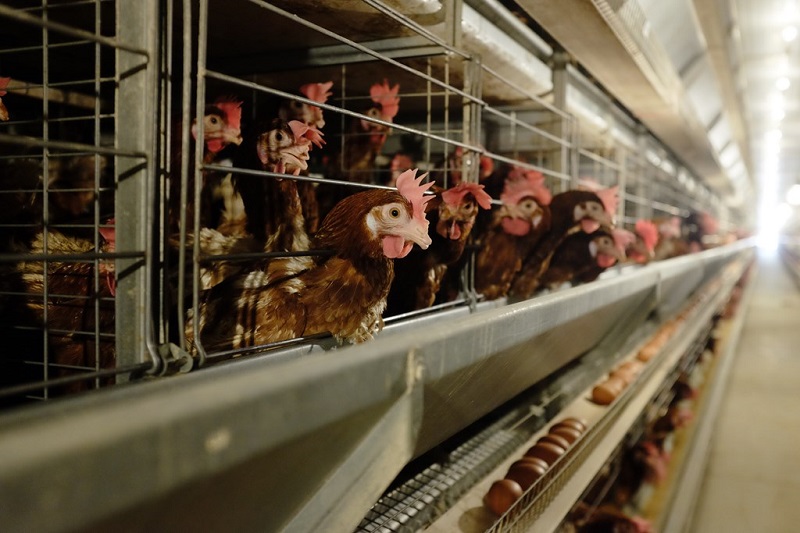 Trang trại chăn nuôi gà đẻ trứng được đầu tư hiện đại, an toàn sinh học. Ảnh: Đức Dũng/BNEWS/TTXVN