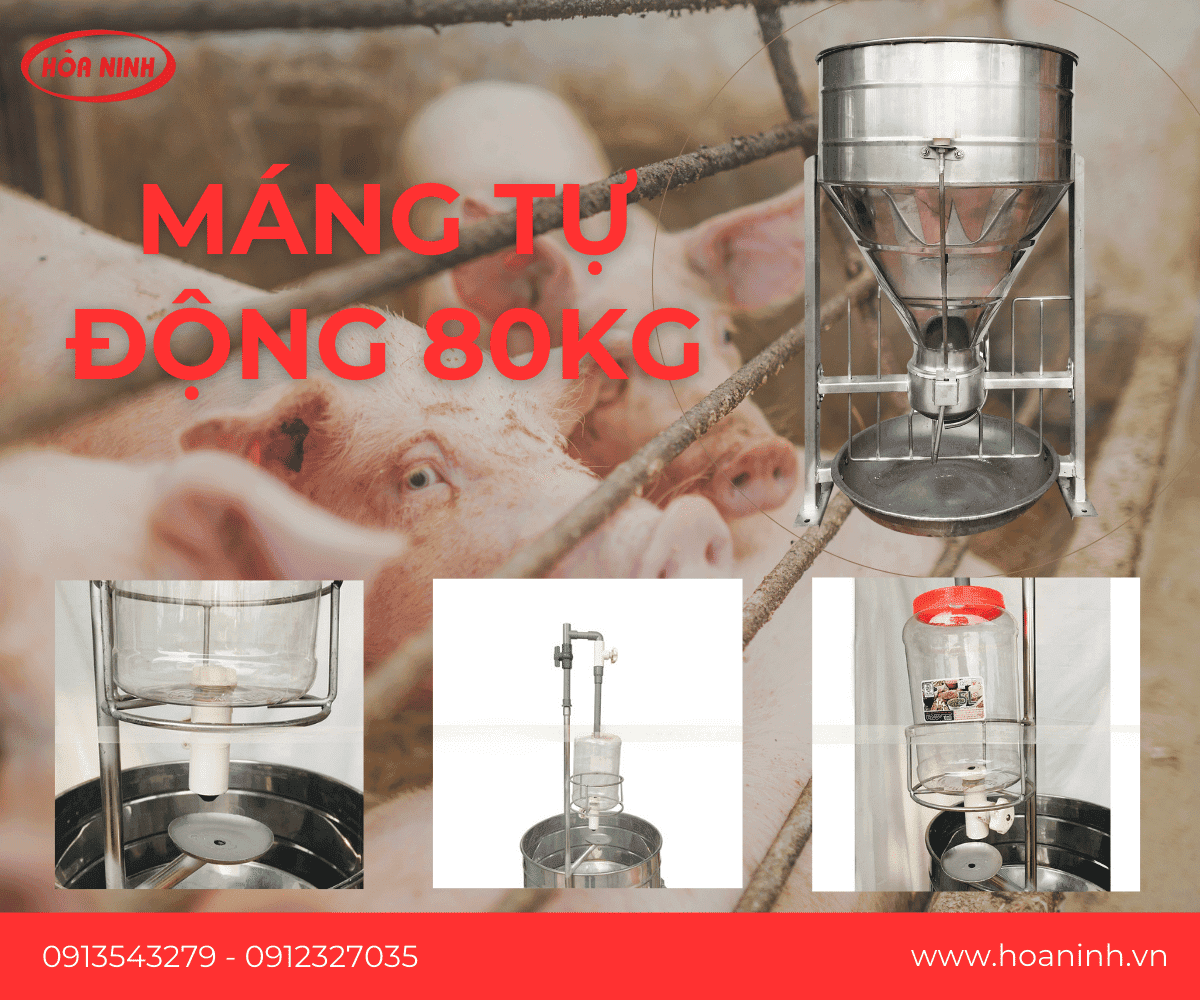 Máng tự động 80kg có nhỏ giọt