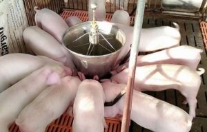 nhung-cach-cai-thien-luong-an-vao-cua-heo-con