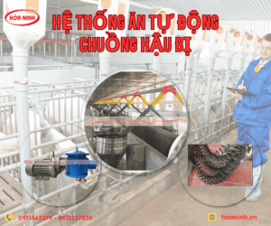 hệ thống ăn tự động chuồng hậu bị 1